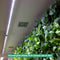 Venso EcoSolutions Pflanzenlicht Spotleiste Lichtleiste Wall 120cm, 60W, 120° (8018503530)