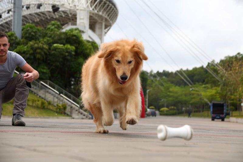 Wickedbone Smartes Hundespielzeug bekannt aus YouTube | Interaktiver Knochen für kleine & mittl. Hunde | Per App steuerbares Spielzeug mit Auto-Play-Funktion & Emotionslogik | Robust