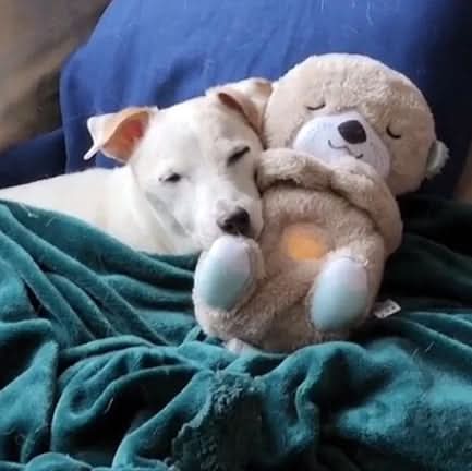 Rebolet | Beruhigendes Kuscheltier für Welpen & Kätzchen