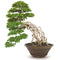 Cressery® Bonsai Schale aus Steingut-Keramik [Handmade, frostsicher, 18 cm, rund, braun] | Bonsai Topf | Bonsaischale - Jetzt passende Farbe wählen