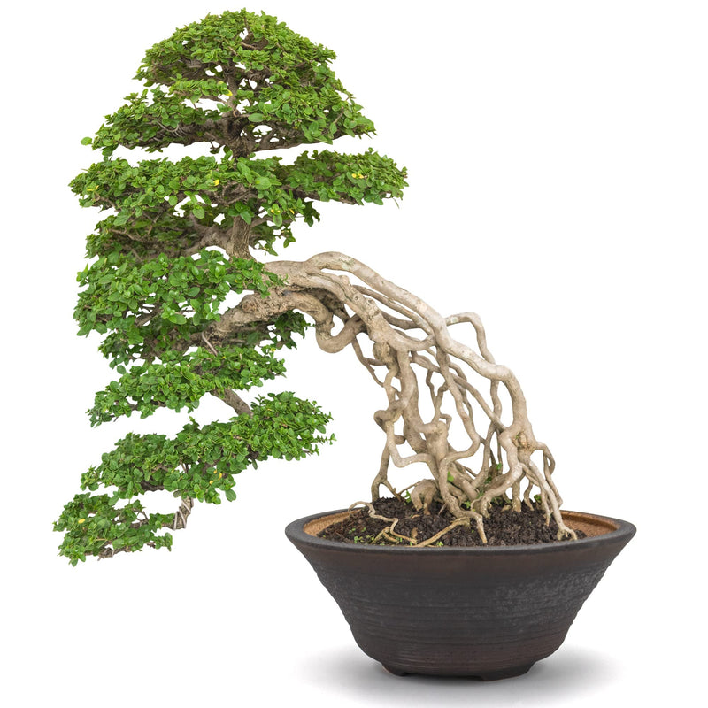 Cressery® Bonsai Schale aus Steingut-Keramik [Handmade, frostsicher, 18 cm, rund, schwarz] | Bonsai Topf | Bonsaischale - Jetzt passende Farbe wählen